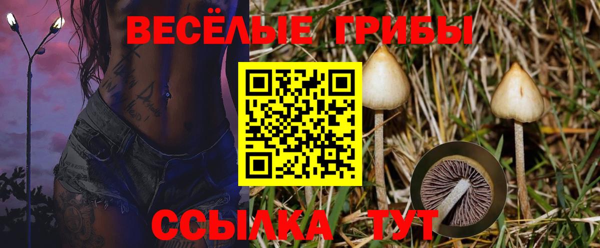 Галлюциногенные грибы Psilocybe Кизляр