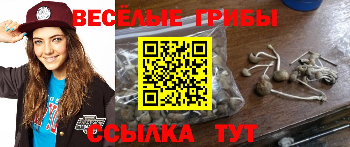 Галлюциногенные грибы Psilocybe  где купить наркоту  Кизляр  Вход с VPN 